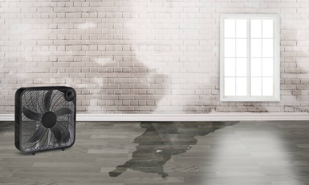 Best Flood damage cleanup  in Fruit Hill, OH